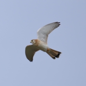 Falco cenchroides at Reservoir Hill, Lawson - 24 Jun 2024