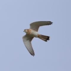 Falco cenchroides at Reservoir Hill, Lawson - 24 Jun 2024