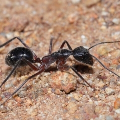 Camponotus intrepidus (Flumed Sugar Ant) at Mount Majura - 23 Jun 2024 by TimL