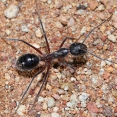 Camponotus intrepidus at Mount Majura - 23 Jun 2024 01:37 PM