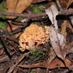 Ramaria sp. (genus) (A Coral fungus) at Jedbinbilla - 22 Jun 2024 by TimL