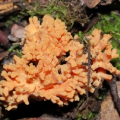 Ramaria sp. at Jedbinbilla - 22 Jun 2024 12:10 PM