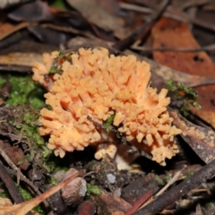 Ramaria sp. at Jedbinbilla - 22 Jun 2024 12:10 PM