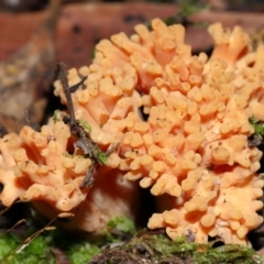 Ramaria sp. at Jedbinbilla - 22 Jun 2024 12:10 PM