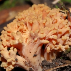 Ramaria sp. at Jedbinbilla - 22 Jun 2024 12:10 PM