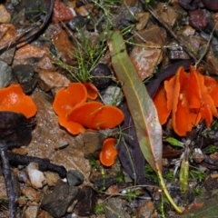 Aleuria sp. (genus) (An Orange peel fungus) at Tidbinbilla Nature Reserve - 22 Jun 2024 by TimL