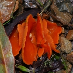 Aleuria sp. (genus) at Tidbinbilla Nature Reserve - 22 Jun 2024 01:47 PM