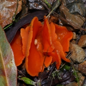 Aleuria sp. (genus) at Tidbinbilla Nature Reserve - 22 Jun 2024