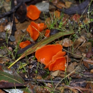 Aleuria sp. (genus) at Tidbinbilla Nature Reserve - 22 Jun 2024