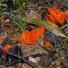 Aleuria sp. (genus) at Tidbinbilla Nature Reserve - 22 Jun 2024