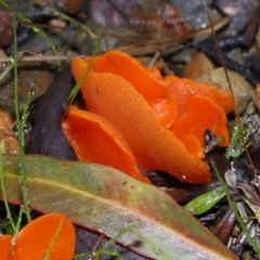 Aleuria sp. (genus) at Tidbinbilla Nature Reserve - 22 Jun 2024