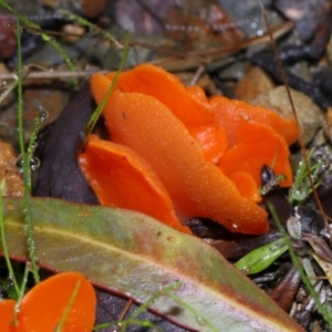 Aleuria sp. (genus) at Tidbinbilla Nature Reserve - 22 Jun 2024