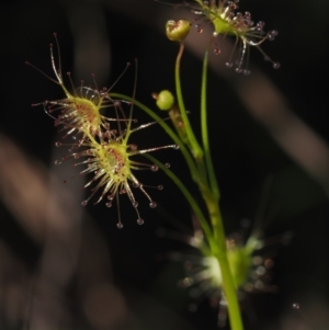 Drosera auriculata at BA124 - 21 Jun 2024