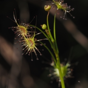 Drosera auriculata at BA124 - 21 Jun 2024 12:07 PM
