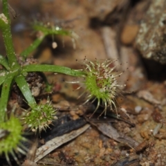 Drosera auriculata at BA124 - 21 Jun 2024