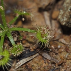 Drosera auriculata at BA124 - 21 Jun 2024 12:07 PM
