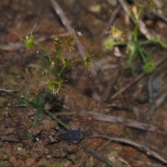 Drosera auriculata at BA124 - 21 Jun 2024