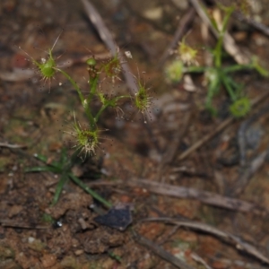 Drosera auriculata at BA124 - 21 Jun 2024 12:07 PM