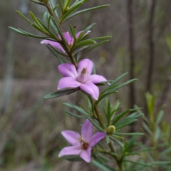 Crowea exalata (Crowea) at Cowra, NSW - 24 Jun 2024 by RobG1