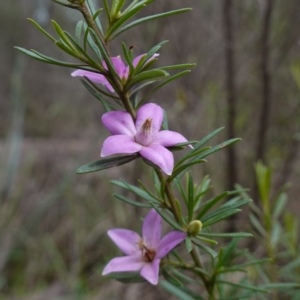 Crowea exalata at Cowra, NSW - 24 Jun 2024