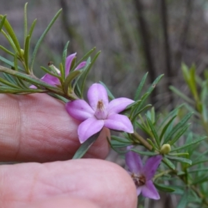 Crowea exalata at Cowra, NSW - 24 Jun 2024