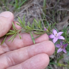 Crowea exalata at Cowra, NSW - 24 Jun 2024