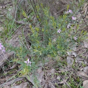 Crowea exalata at Cowra, NSW - 24 Jun 2024