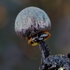 Elaeomyxa cerifera at Bodalla State Forest - 25 Jun 2024 by Teresa