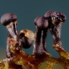 Elaeomyxa cerifera at suppressed - 26 Jun 2024