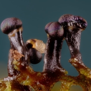 Elaeomyxa cerifera at suppressed - 26 Jun 2024