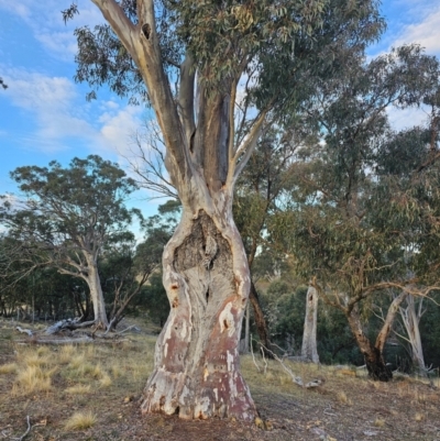 Eucalyptus rossii (Inland Scribbly Gum) at Taylor, ACT - 25 Jun 2024 by Jiggy