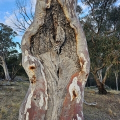 Eucalyptus rossii at Taylor, ACT - 26 Jun 2024