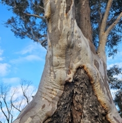 Eucalyptus rossii at Taylor, ACT - 26 Jun 2024