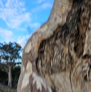 Eucalyptus rossii at Taylor, ACT - 26 Jun 2024