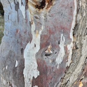 Eucalyptus rossii at Taylor, ACT - 26 Jun 2024