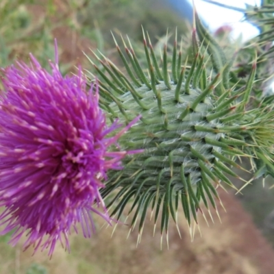 Cirsium vulgare (Spear Thistle) at Callum Brae - 8 Jun 2024 by RobParnell