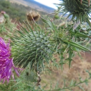 Cirsium vulgare at Callum Brae - 8 Jun 2024 04:04 PM