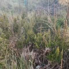 Erica lusitanica (Spanish Heath ) at Lawson, ACT - 25 Jun 2024 by HarleyB