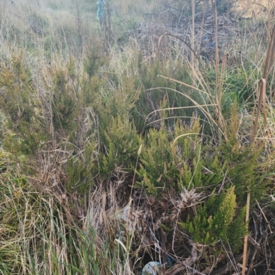 Erica lusitanica (Spanish Heath ) at Lawson, ACT - 25 Jun 2024 by HarleyB