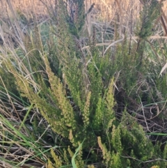 Erica lusitanica at Lawson, ACT - 25 Jun 2024