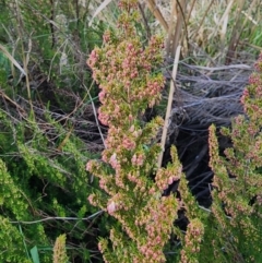 Erica lusitanica at Lawson, ACT - 25 Jun 2024 03:47 PM