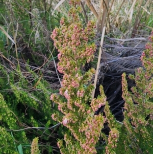 Erica lusitanica at Lawson, ACT - 25 Jun 2024