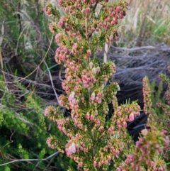 Erica lusitanica at Lawson, ACT - 25 Jun 2024