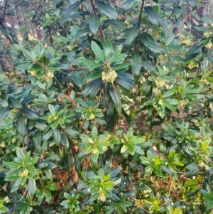 Arbutus unedo at Giralang, ACT - 25 Jun 2024