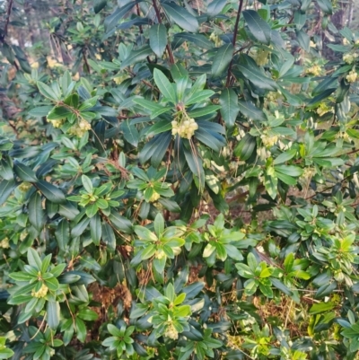 Arbutus unedo (Strawberry Tree) at Giralang, ACT - 25 Jun 2024 by HarleyB