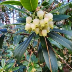 Arbutus unedo at Giralang, ACT - 25 Jun 2024