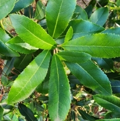 Arbutus unedo at Giralang, ACT - 25 Jun 2024