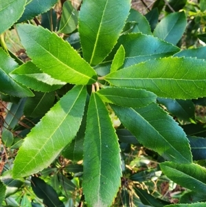 Arbutus unedo at Giralang, ACT - 25 Jun 2024