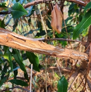 Arbutus unedo at Giralang, ACT - 25 Jun 2024