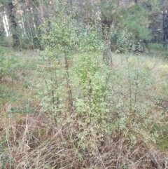 Pittosporum tenuifolium (Kohuhu) at Giralang, ACT - 25 Jun 2024 by HarleyB